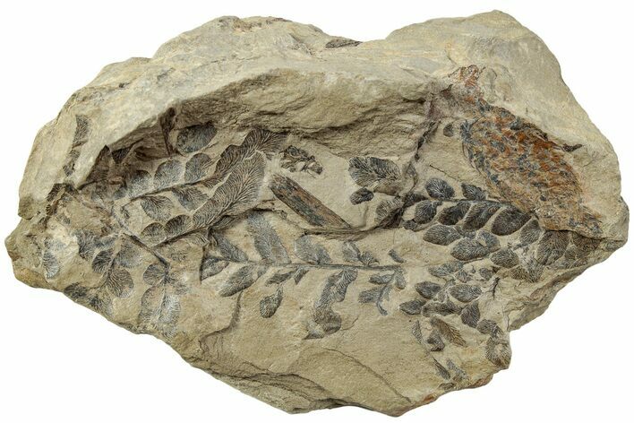 Pennsylvanian Fossil Fern (Pecopteris) Plate - West Virginia #232169